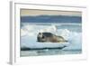 Bearded Seal, Nunavut Territory, Canadabearded Seal on Sea Ice in Hudson Bay, Nunavut, Canada-Paul Souders-Framed Photographic Print