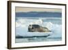 Bearded Seal, Nunavut Territory, Canadabearded Seal on Sea Ice in Hudson Bay, Nunavut, Canada-Paul Souders-Framed Photographic Print