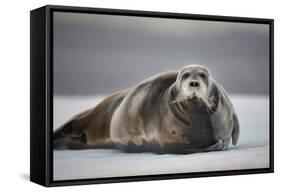 Bearded Seal on Ice-Paul Souders-Framed Stretched Canvas