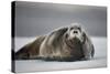 Bearded Seal on Ice-Paul Souders-Stretched Canvas