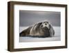 Bearded Seal on Ice-Paul Souders-Framed Photographic Print