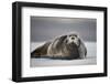 Bearded Seal on Ice-Paul Souders-Framed Photographic Print