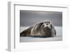 Bearded Seal on Ice-Paul Souders-Framed Photographic Print