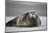 Bearded Seal on Ice-Paul Souders-Mounted Photographic Print