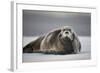 Bearded Seal on Ice-Paul Souders-Framed Photographic Print