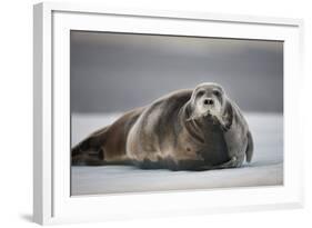 Bearded Seal on Ice-Paul Souders-Framed Photographic Print