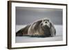 Bearded Seal on Ice-Paul Souders-Framed Photographic Print