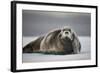 Bearded Seal on Ice-Paul Souders-Framed Photographic Print