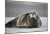 Bearded Seal on Ice-Paul Souders-Mounted Photographic Print