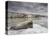 Bearded Seal on Iceberg in the Svalbard Islands-Paul Souders-Stretched Canvas