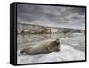 Bearded Seal on Iceberg in the Svalbard Islands-Paul Souders-Framed Stretched Canvas