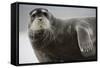 Bearded Seal on Iceberg in the Svalbard Islands-Paul Souders-Framed Stretched Canvas