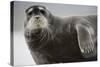 Bearded Seal on Iceberg in the Svalbard Islands-Paul Souders-Stretched Canvas