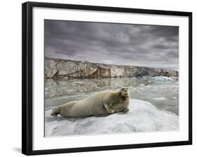 Bearded Seal on Iceberg in the Svalbard Islands-Paul Souders-Framed Photographic Print