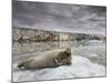 Bearded Seal on Iceberg in the Svalbard Islands-Paul Souders-Mounted Photographic Print