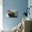 Bearded Seal on Iceberg in the Svalbard Islands-Paul Souders-Photographic Print displayed on a wall