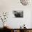 Bearded Seal on Iceberg in the Svalbard Islands-Paul Souders-Photographic Print displayed on a wall