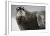 Bearded Seal on Iceberg in the Svalbard Islands-Paul Souders-Framed Photographic Print