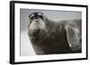 Bearded Seal on Iceberg in the Svalbard Islands-Paul Souders-Framed Photographic Print