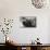 Bearded Seal on Iceberg in the Svalbard Islands-Paul Souders-Mounted Photographic Print displayed on a wall