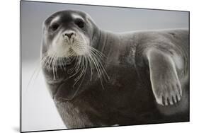 Bearded Seal on Iceberg in the Svalbard Islands-Paul Souders-Mounted Photographic Print