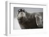 Bearded Seal on Iceberg in the Svalbard Islands-Paul Souders-Framed Photographic Print