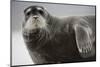 Bearded Seal on Iceberg in the Svalbard Islands-Paul Souders-Mounted Photographic Print