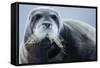 Bearded Seal, on Iceberg, Svalbard, Norway-Paul Souders-Framed Stretched Canvas