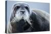 Bearded Seal, on Iceberg, Svalbard, Norway-Paul Souders-Stretched Canvas