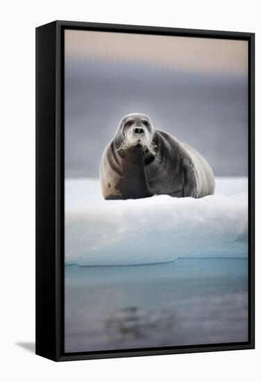 Bearded Seal, on Iceberg, Svalbard, Norway-null-Framed Stretched Canvas