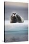 Bearded Seal, on Iceberg, Svalbard, Norway-null-Stretched Canvas