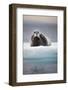 Bearded Seal, on Iceberg, Svalbard, Norway-null-Framed Photographic Print