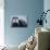 Bearded Seal, on Iceberg, Svalbard, Norway-Paul Souders-Photographic Print displayed on a wall