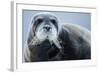 Bearded Seal, on Iceberg, Svalbard, Norway-Paul Souders-Framed Photographic Print