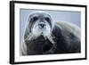 Bearded Seal, on Iceberg, Svalbard, Norway-Paul Souders-Framed Photographic Print