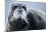 Bearded Seal, on Iceberg, Svalbard, Norway-Paul Souders-Mounted Photographic Print