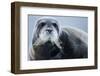 Bearded Seal, on Iceberg, Svalbard, Norway-Paul Souders-Framed Photographic Print