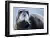 Bearded Seal, on Iceberg, Svalbard, Norway-Paul Souders-Framed Photographic Print