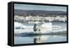 Bearded Seal on Sea Ice in Hudson Bay, Nunavut, Canada-Paul Souders-Framed Stretched Canvas