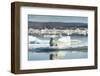 Bearded Seal on Sea Ice in Hudson Bay, Nunavut, Canada-Paul Souders-Framed Photographic Print