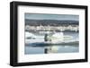 Bearded Seal on Sea Ice in Hudson Bay, Nunavut, Canada-Paul Souders-Framed Photographic Print