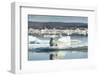 Bearded Seal on Sea Ice in Hudson Bay, Nunavut, Canada-Paul Souders-Framed Photographic Print