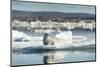 Bearded Seal on Sea Ice in Hudson Bay, Nunavut, Canada-Paul Souders-Mounted Photographic Print