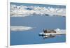 Bearded seal resting on remaining sea ice, Svalbard Islands-Oriol Alamany-Framed Photographic Print