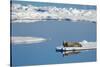 Bearded seal resting on remaining sea ice, Svalbard Islands-Oriol Alamany-Stretched Canvas