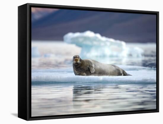 Bearded Seal Resting on Sea Ice Along Lomfjorden at Sunset, Spitsbergen Island, Svalbard, Norway-Paul Souders-Framed Stretched Canvas