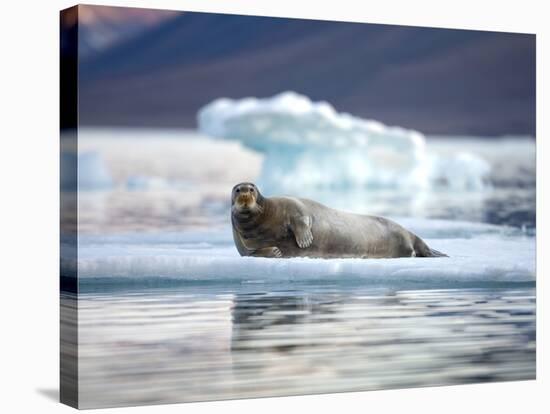 Bearded Seal Resting on Sea Ice Along Lomfjorden at Sunset, Spitsbergen Island, Svalbard, Norway-Paul Souders-Stretched Canvas