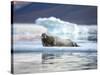 Bearded Seal Resting on Sea Ice Along Lomfjorden at Sunset, Spitsbergen Island, Svalbard, Norway-Paul Souders-Stretched Canvas