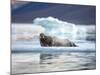 Bearded Seal Resting on Sea Ice Along Lomfjorden at Sunset, Spitsbergen Island, Svalbard, Norway-Paul Souders-Mounted Photographic Print