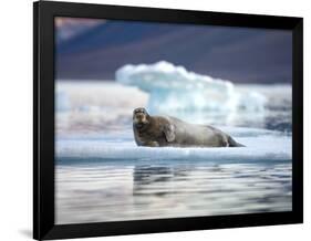 Bearded Seal Resting on Sea Ice Along Lomfjorden at Sunset, Spitsbergen Island, Svalbard, Norway-Paul Souders-Framed Photographic Print